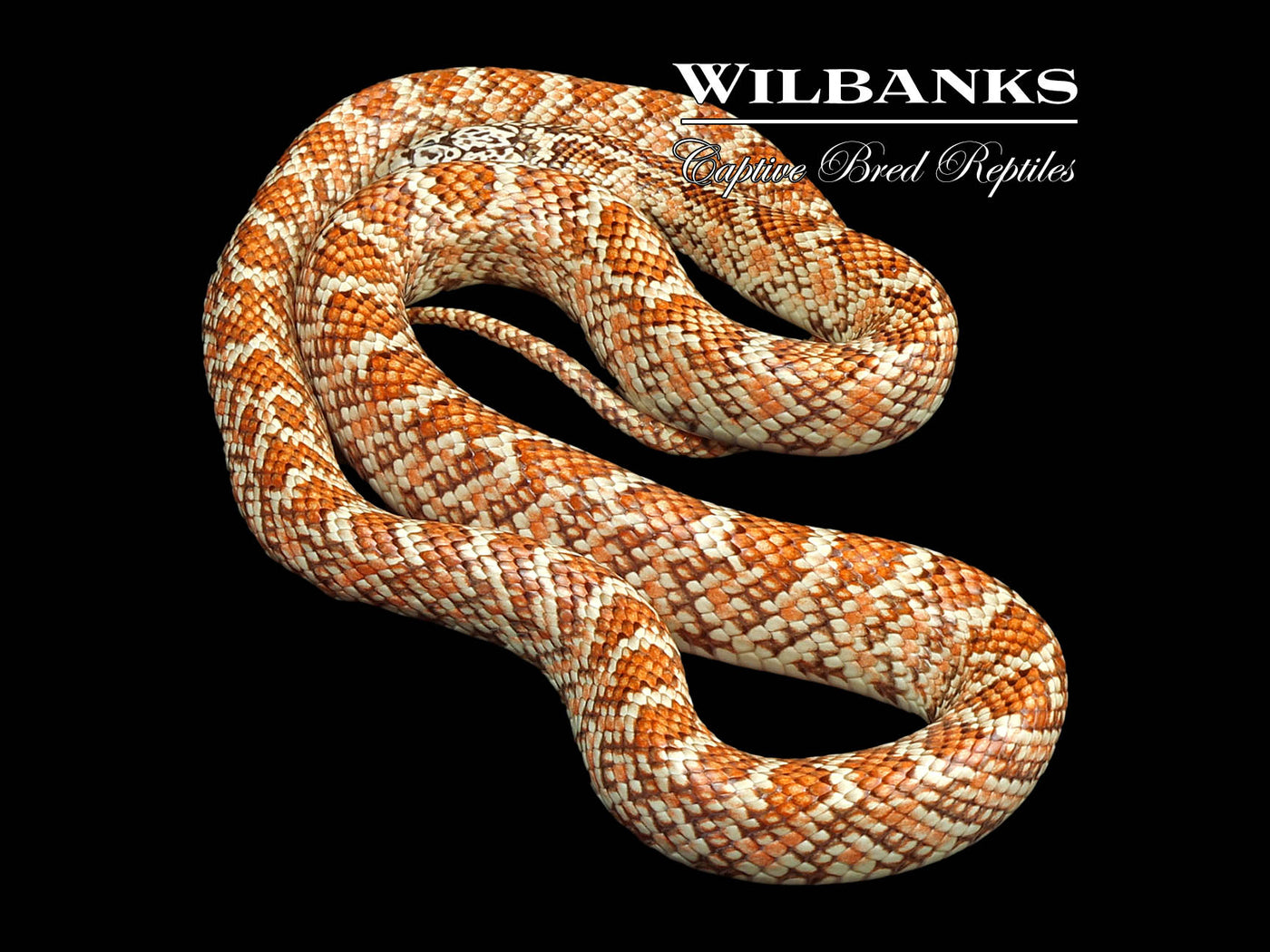 Hypo Brooks Kingsnake ♀ '22