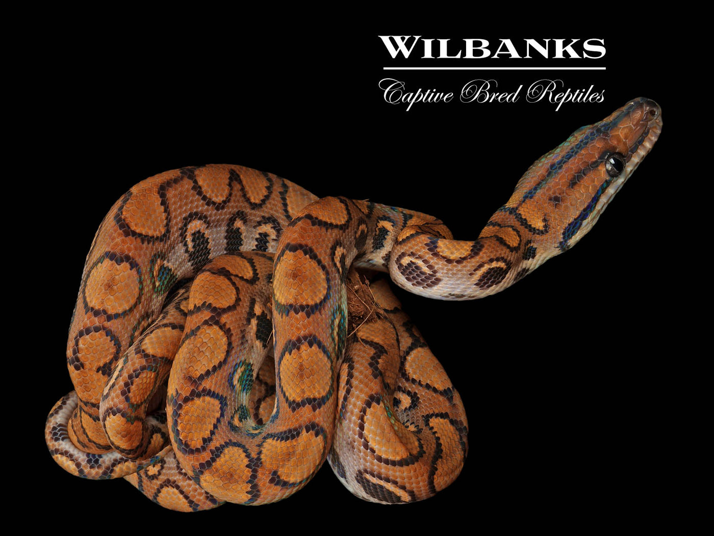 Brazilian Rainbow Boa 50% PH Caramel Albino ♂ '23