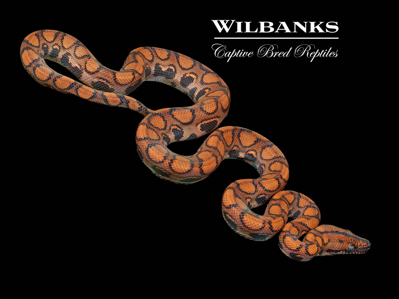 Brazilian Rainbow Boa 50% PH Caramel Albino ♂ '23