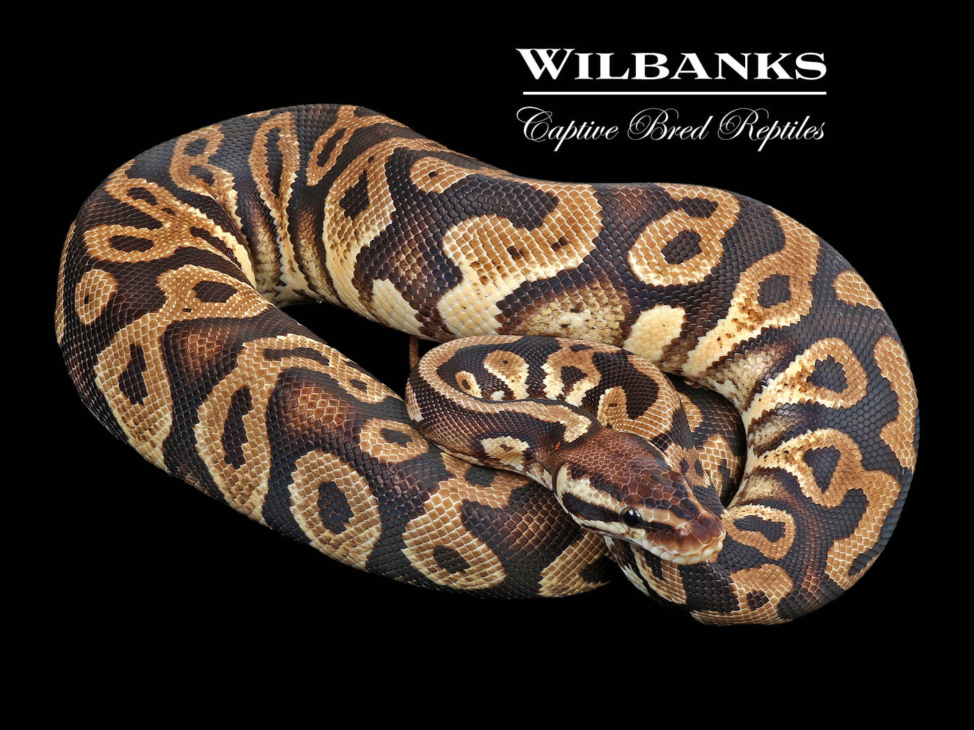 Pastel Yellow Belly or Gravel Ball Python ♀ '22