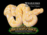 Albino Enchi Ball Python – Breeders Choice '26