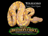 Banana Ball Python – Breeders Choice ♀ '26