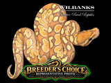 Banana Butter Ball Python – Breeders Choice '26