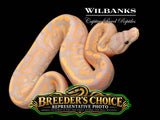 Banana Cinnamon Ball Python – Breeders Choice '26