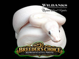 Blue Eyed Leucistic Ball Python – Breeders Choice  '26