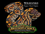Black Pastel Ball Python – Breeders Choice '26