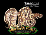 Butter Ball Python – Breeders Choice  '26