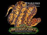 Clown Ball Python – Breeders Choice  '26