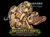 Fire Ball Python – Breeders Choice '26