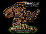 Leopard Ball Python – Breeders Choice '26