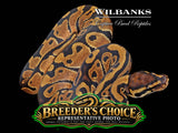 Classic (Normal) Ball Python – Breeder’s Choice '26