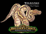 Nuclear Ball Python – Breeders Choice '26