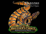 Orange Dream Ball Python – Breeders Choice '26