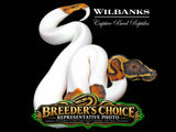 Piebald Ball Python – High White - Breeders Choice  '26