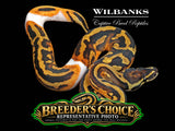 Piebald Ball Python – Low White - Breeders Choice  '26