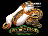 Piebald Ball Python – Mid White - Breeders Choice  '26