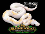 Super Fire Ball Python – Breeders Choice  '26