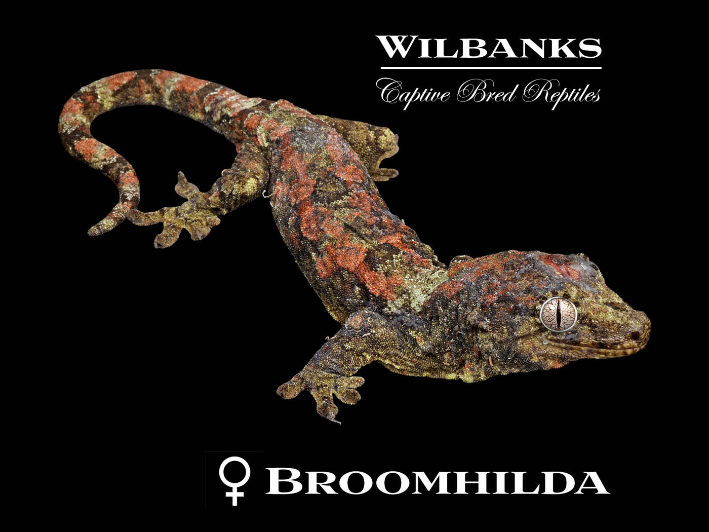 Pine Island Chahoua Gecko (Buck X Broomhilda) '25