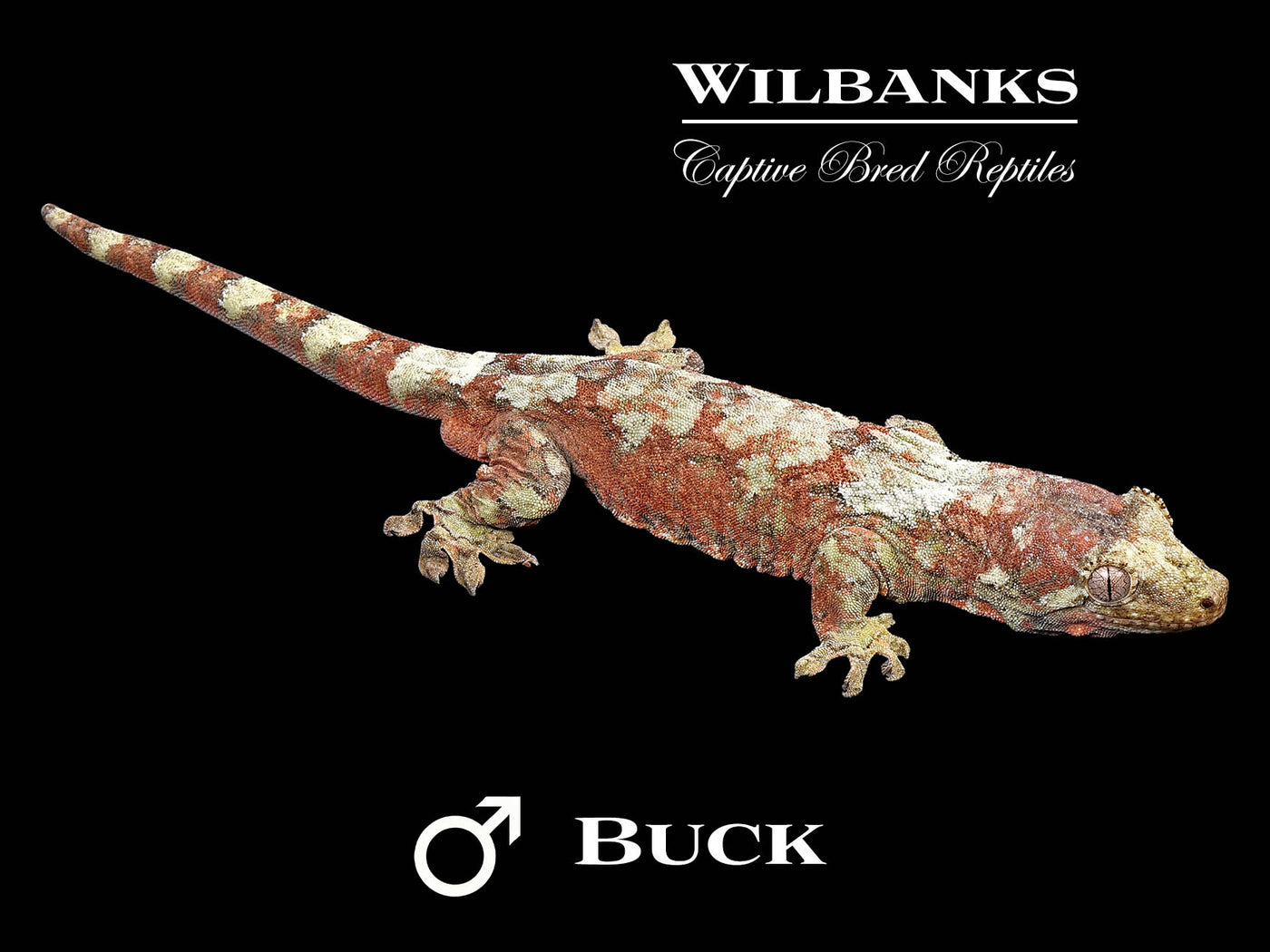 Pine Island Chahoua Gecko (Buck X Broomhilda) '25