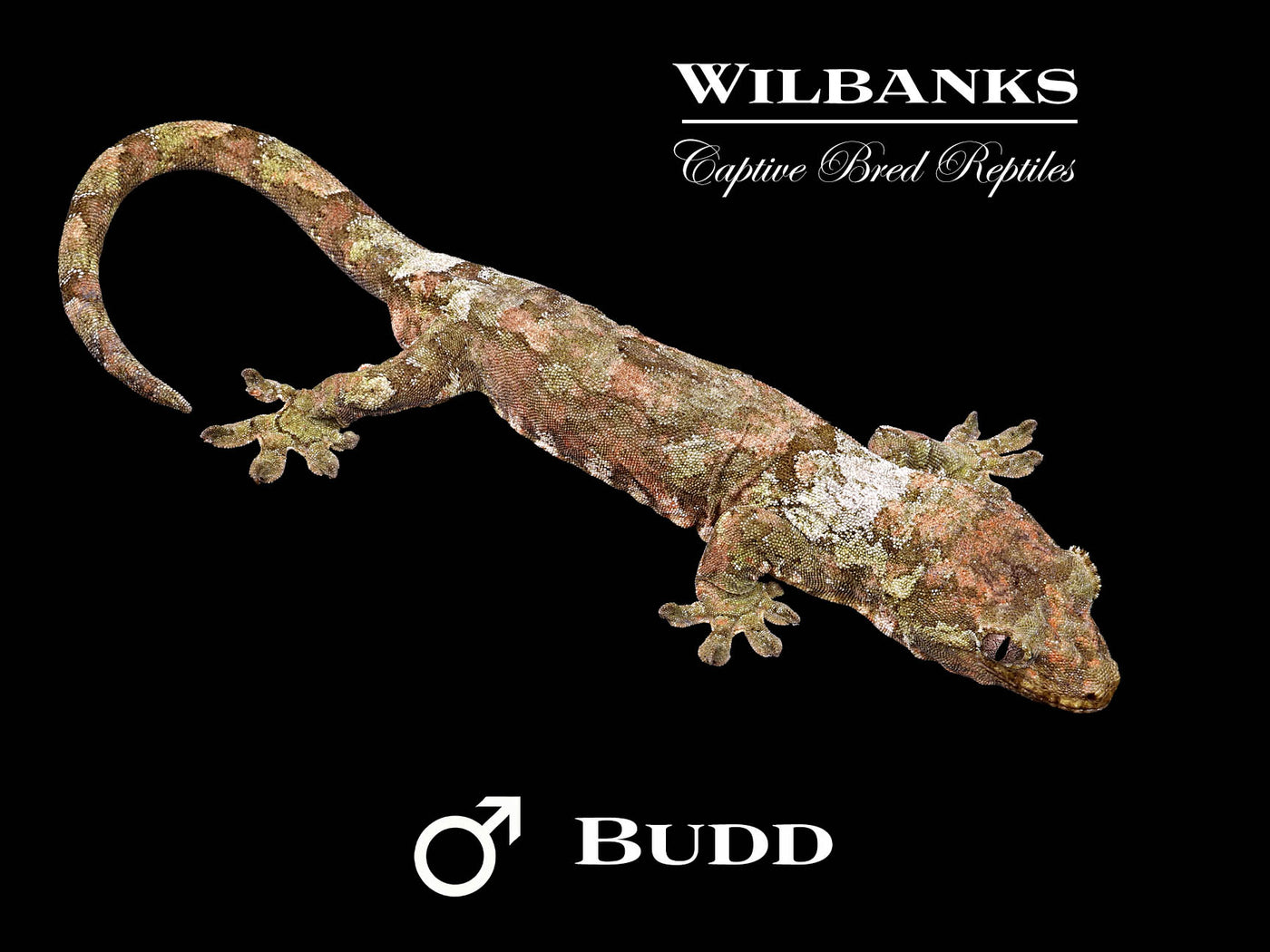 Pine Island Chahoua Gecko (Budd X Connie) '25