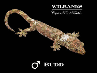 Pine Island Chahoua Gecko (Budd X Connie) '25