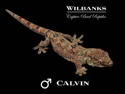 Pine Island Chahoua Gecko (Calvin X Pam) '25