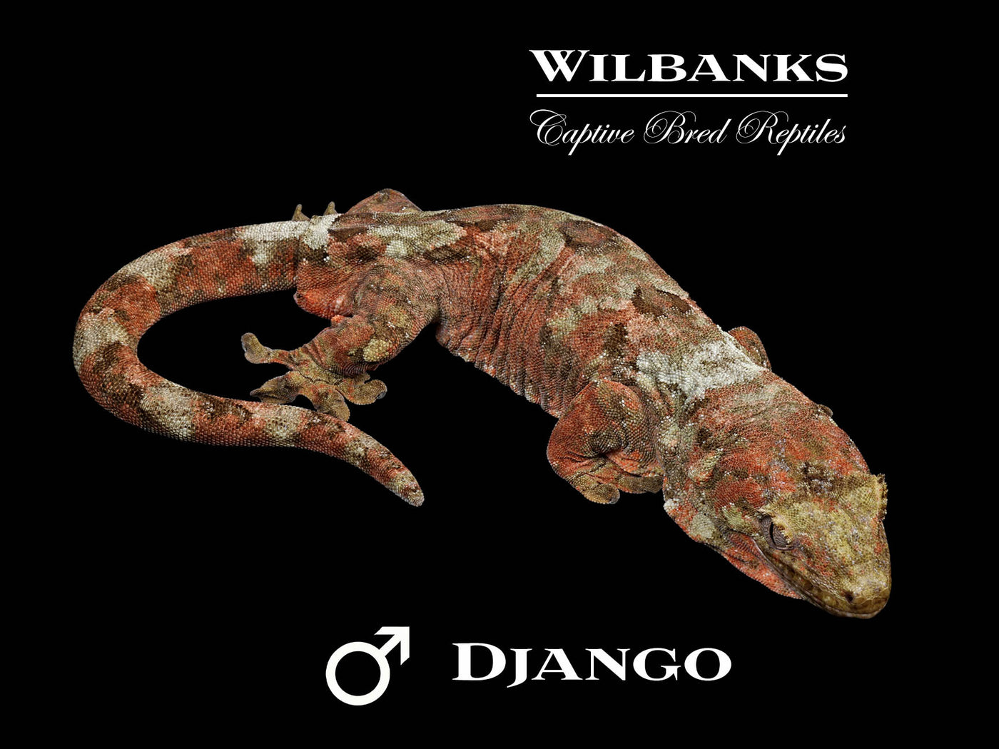 Pine Island Chahoua Gecko (Django X Shanna) '25