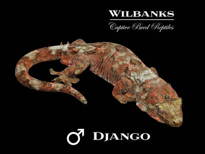 Pine Island Chahoua Gecko (Django X Shanna) '25