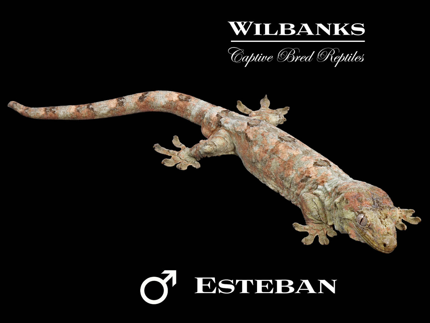 Pine Island Chahoua Gecko (Esteban X Karen) '25