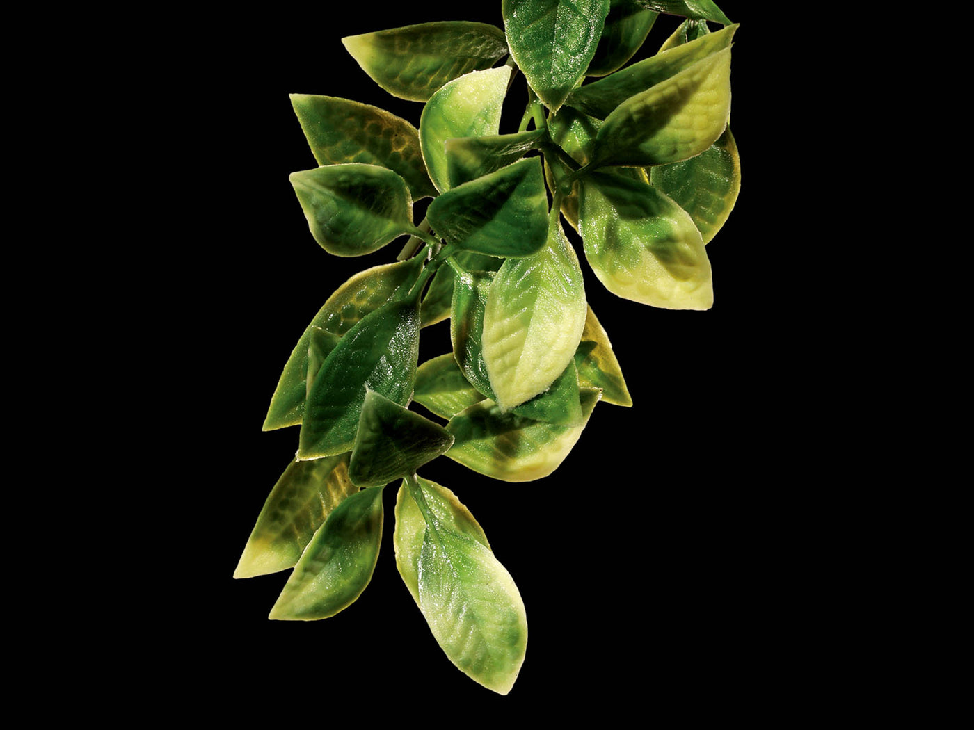 EXO TERRA Jungle Plant Mandarin