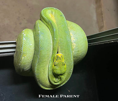 USCBB Biak Green Tree Python  '24