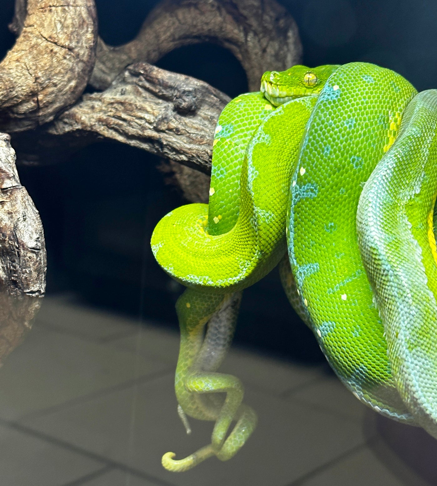 USCBB Jayapura Green Tree Python  '24