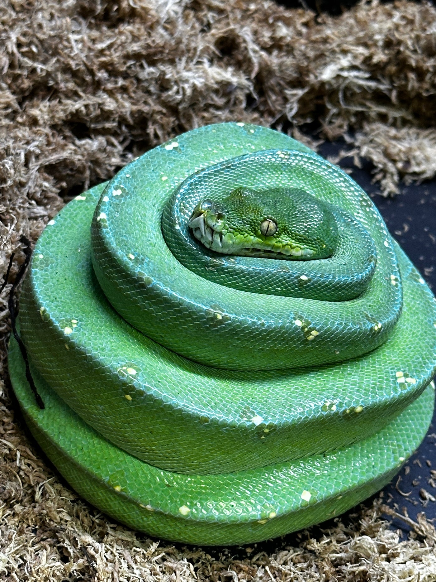 USCBB Jayapura Green Tree Python  '25