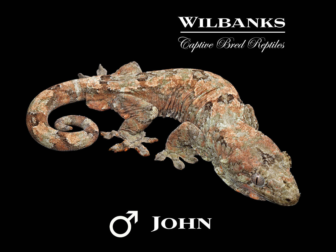 Pine Island Chahoua Gecko (John X Sheba) '25