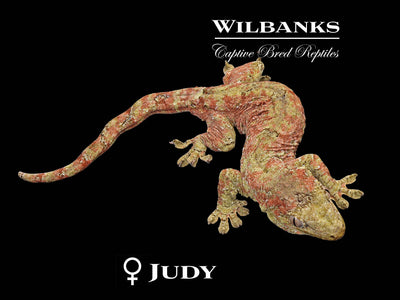 Pine Island Chahoua Gecko (Johnny X Judy) '25