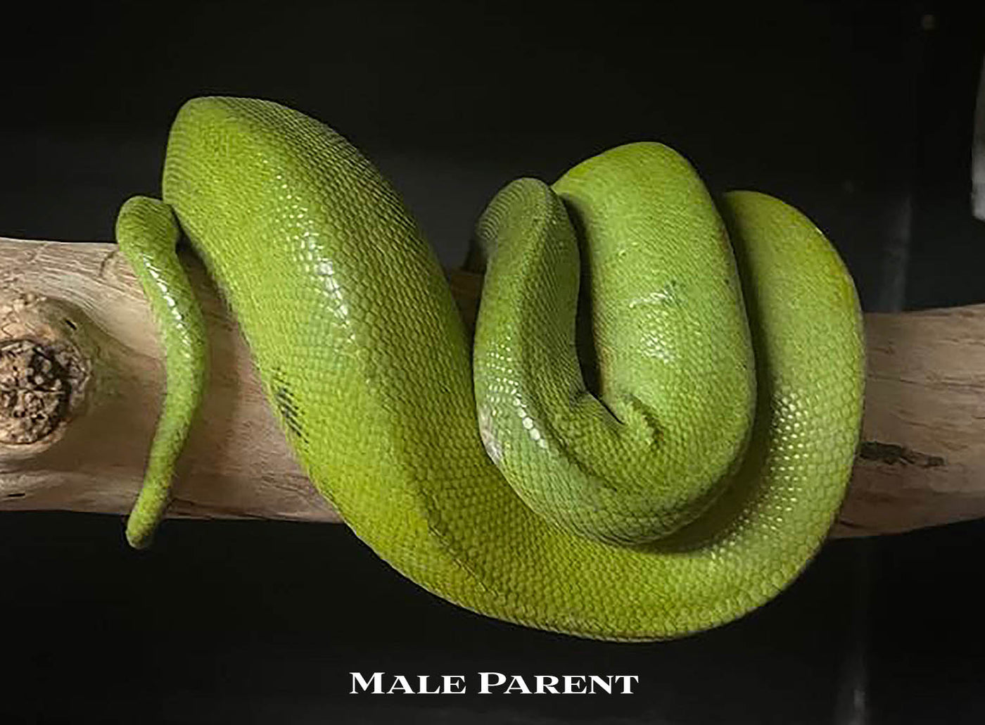 USCBB Biak Green Tree Python  '24