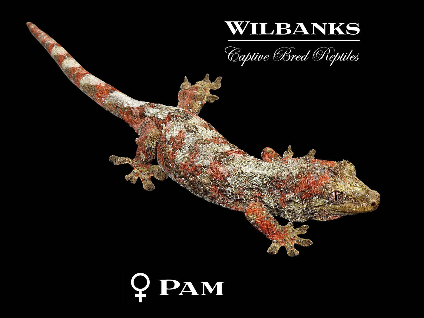 Pine Island Chahoua Gecko (Calvin X Pam) '25