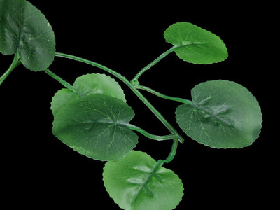 Reniform Vine - Wilbanks Realistic Plant