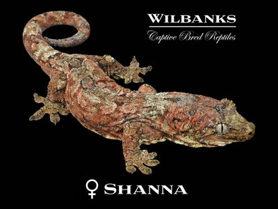 Pine Island Chahoua Gecko (Django X Shanna) '25