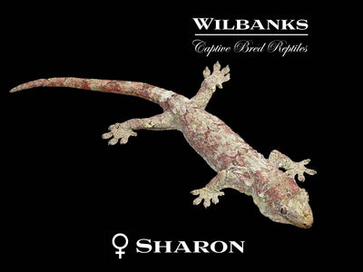 Pine Island Chahoua Gecko (Kim X Sharon) '25