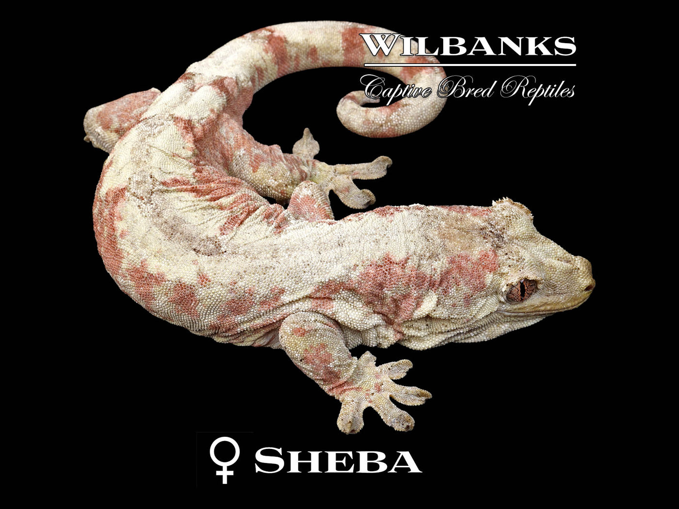 Pine Island Chahoua Gecko (John X Sheba) '25