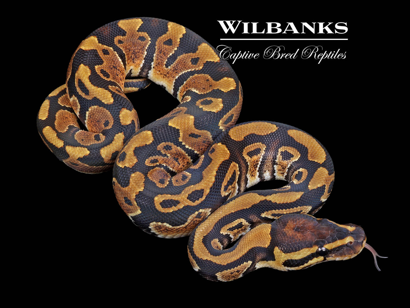 Triple Het Desert Ghost Clown Pied Ball Python ♂ '23