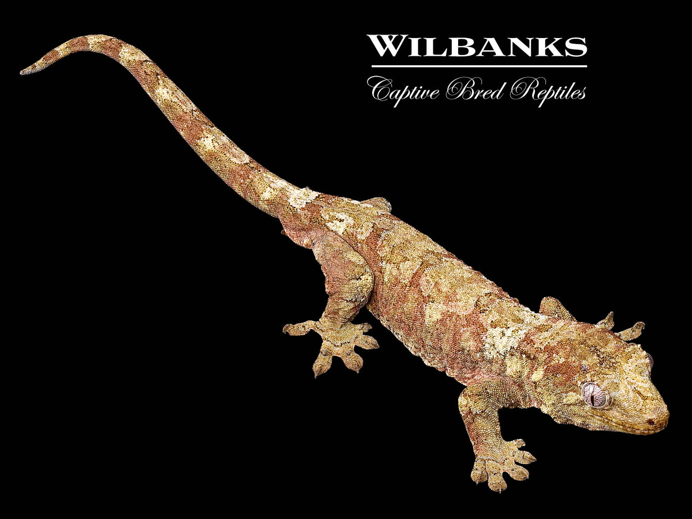 Pine Island Chahoua Gecko ♂ '22