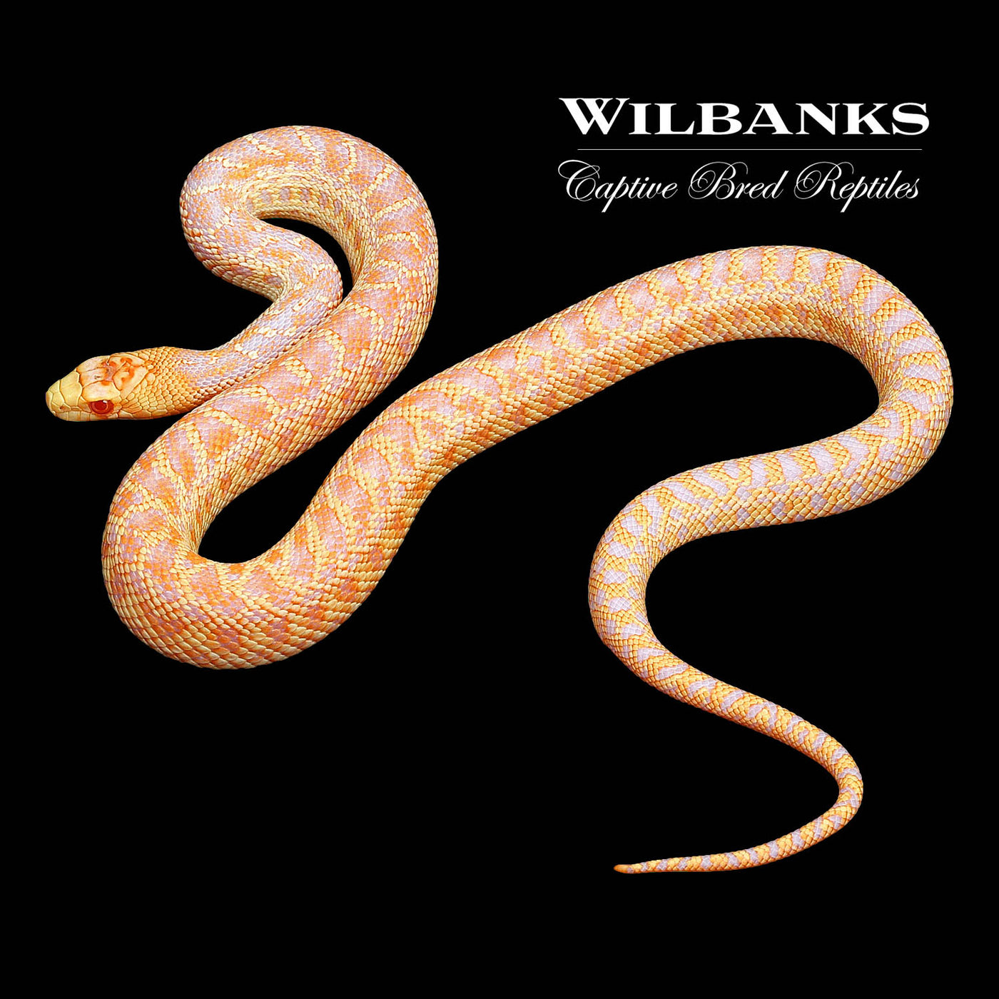 Applegate Albino San Diego Gopher Snake ♂ '22