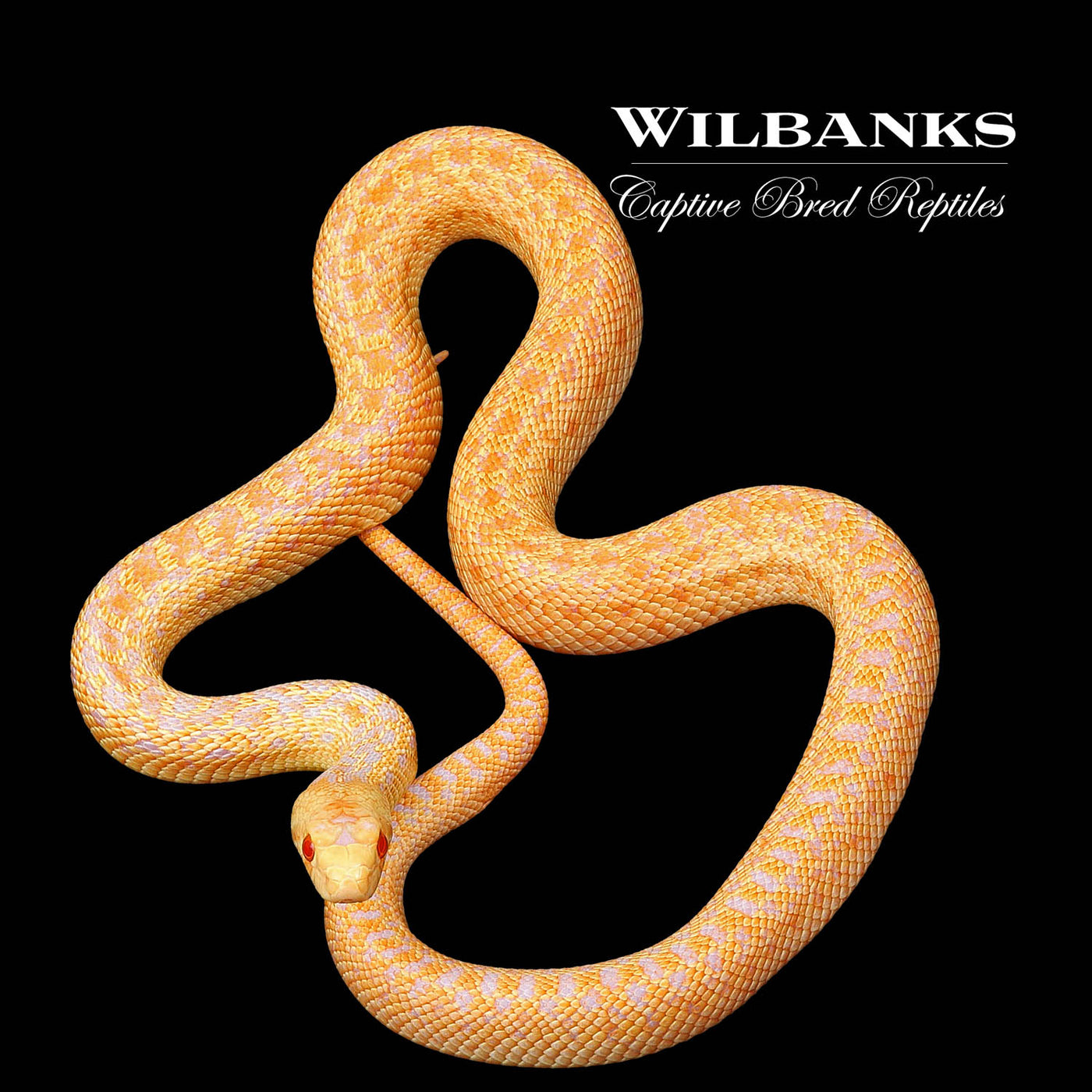 Applegate Albino San Diego Gopher Snake ♀ '22