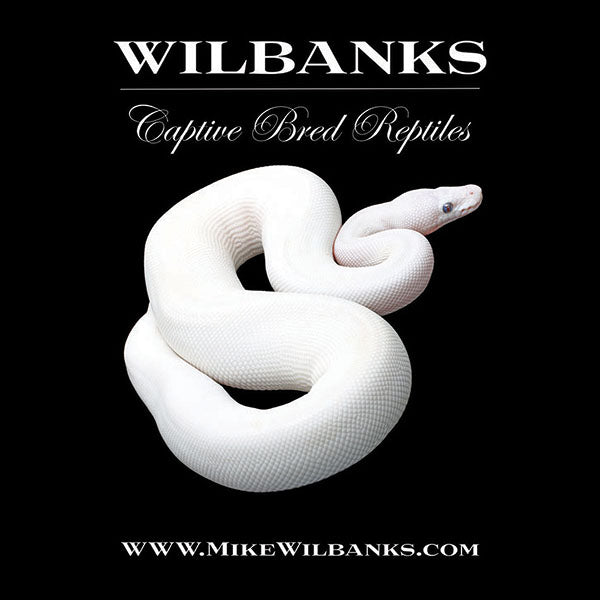 Wilbanks Blue Eyed Leucistic Poster